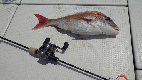 タイの釣果