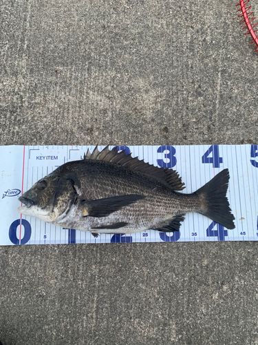 チヌの釣果