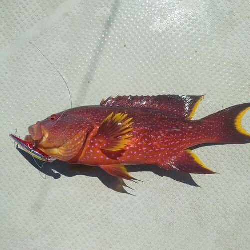 バラハタの釣果