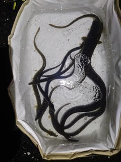 ニホンウナギの釣果