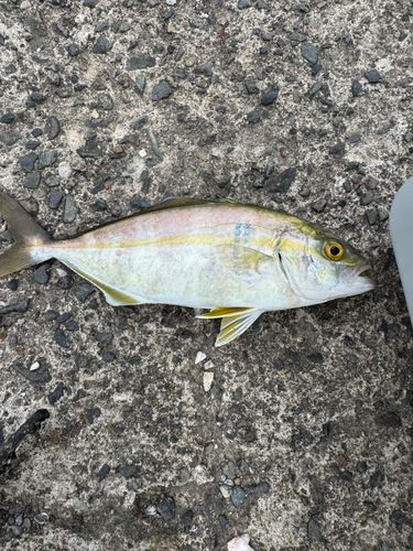 カンパチの釣果