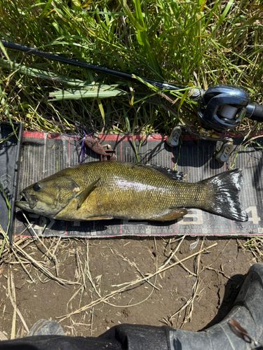 スモールマウスバスの釣果