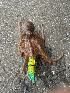 タコの釣果