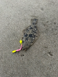 ソゲの釣果