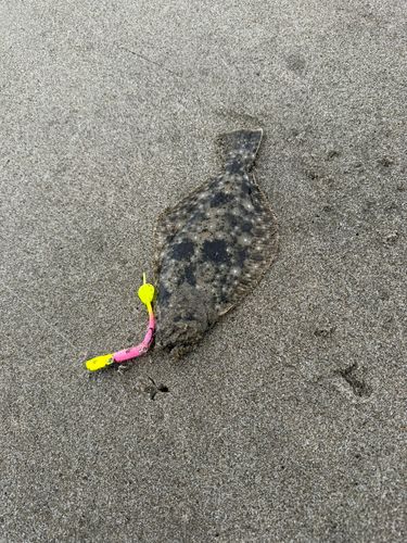 ソゲの釣果