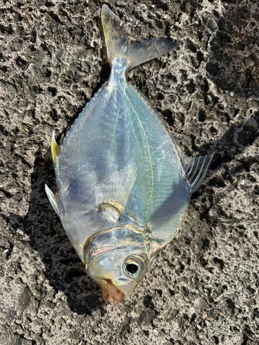 セイタカヒイラギの釣果