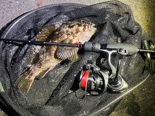 タケノコメバルの釣果
