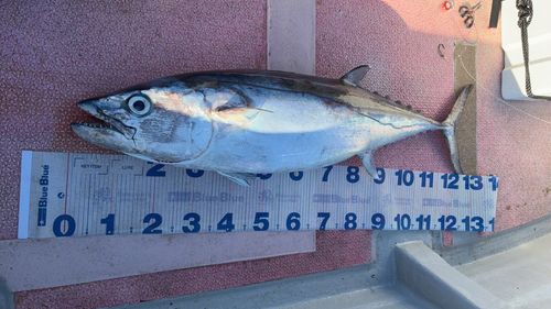 マグロの釣果・釣り情報まとめ【2026年最新】 - アングラーズ | 釣果