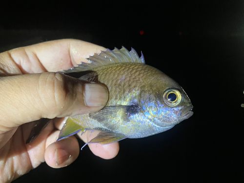 スズメダイの釣果