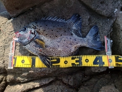 イシガキダイの釣果