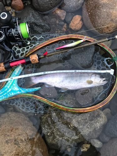 アマゴの釣果