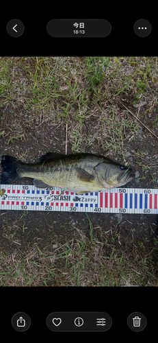 ブラックバスの釣果