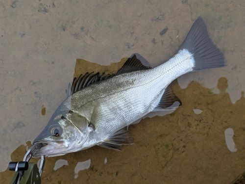 セイゴ（ヒラスズキ）の釣果