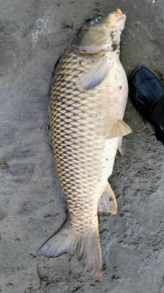 コイの釣果
