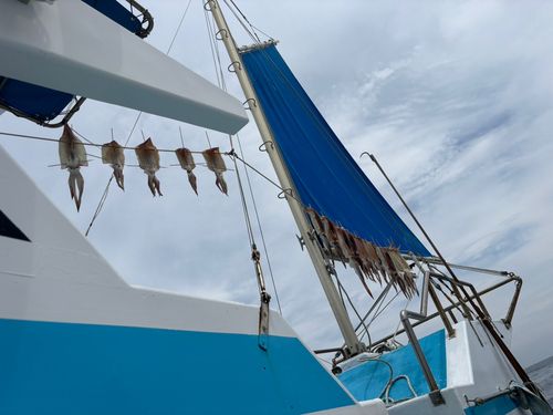 スルメイカの釣果