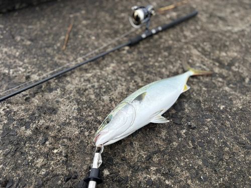 イナダの釣果