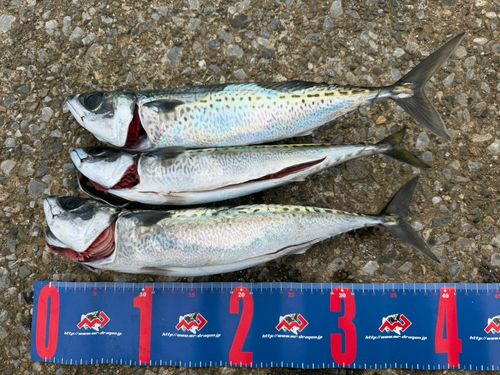 サバの釣果