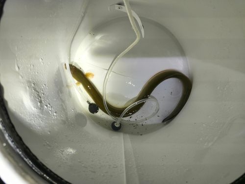ニホンウナギの釣果