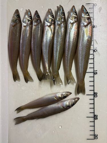 シロギスの釣果