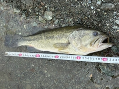 ラージマウスバスの釣果