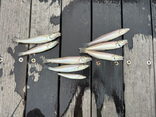 シロギスの釣果