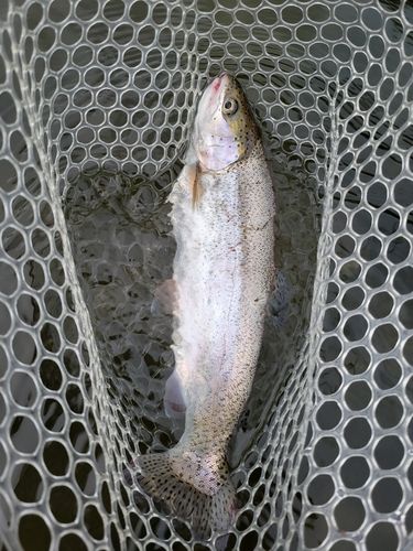 ニジマスの釣果