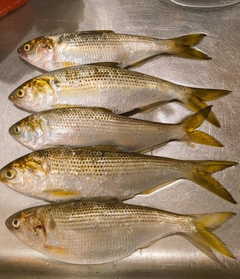 コノシロの釣果