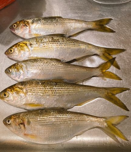 コノシロの釣果