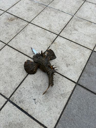 オニオコゼの釣果