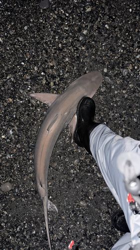サメの釣果