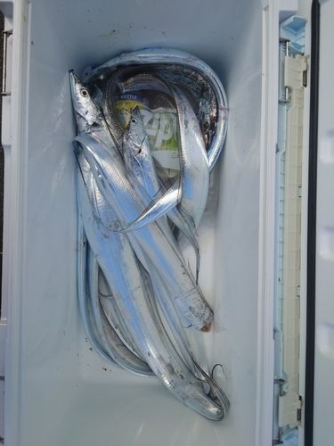 タチウオの釣果