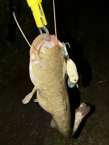 ナマズの釣果