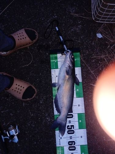 アメリカナマズの釣果