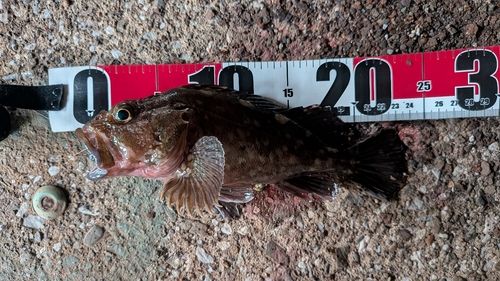 タケノコメバルの釣果