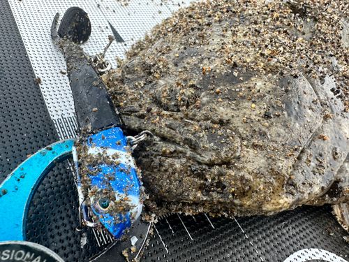 ヒラメの釣果