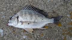 キビレの釣果