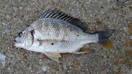 キビレの釣果