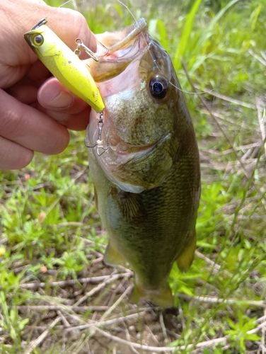 ラージマウスバスの釣果