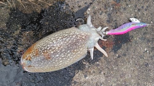 シリヤケイカの釣果