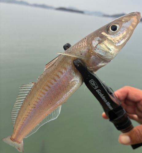 キスの釣果