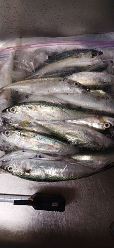 サバの釣果