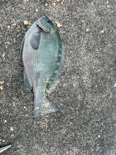 クチブトグレの釣果