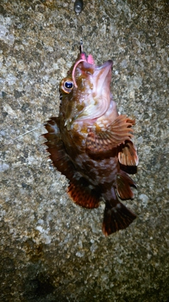 カサゴの釣果
