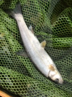 ウグイの釣果