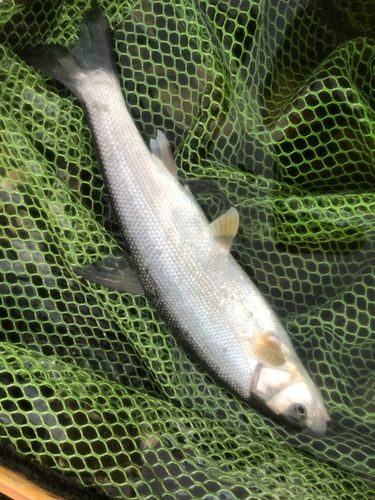 ウグイの釣果