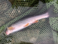 ウグイの釣果