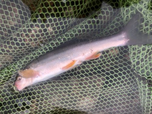 ウグイの釣果