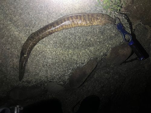 ウツボの釣果