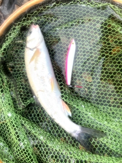 ウグイの釣果