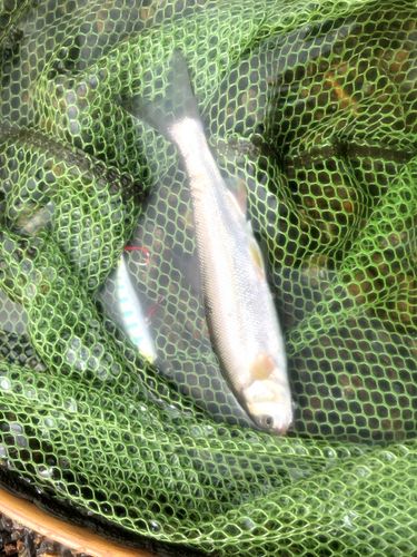 ウグイの釣果